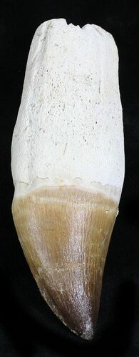 Rooted Mosasaur (Prognathodon) Tooth #21979